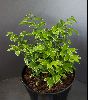 <em>Uvularia caroliniana variegata</em>